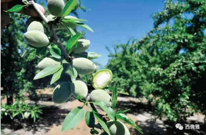 貴族堅(jiān)果-加州扁桃仁(圖8) 貴族堅(jiān)果-加州扁桃仁(圖8)